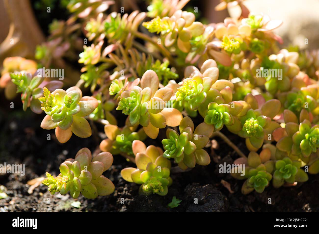 Close-up of a gorgeous green and pink glossy leaved Sedum Stock Photo