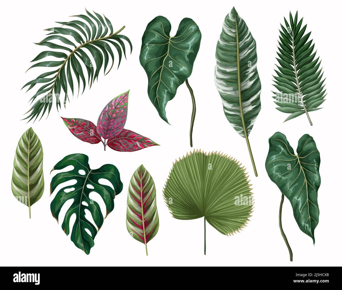 Tropical leaves such as monstera, palm, leaf, calathea and other ...