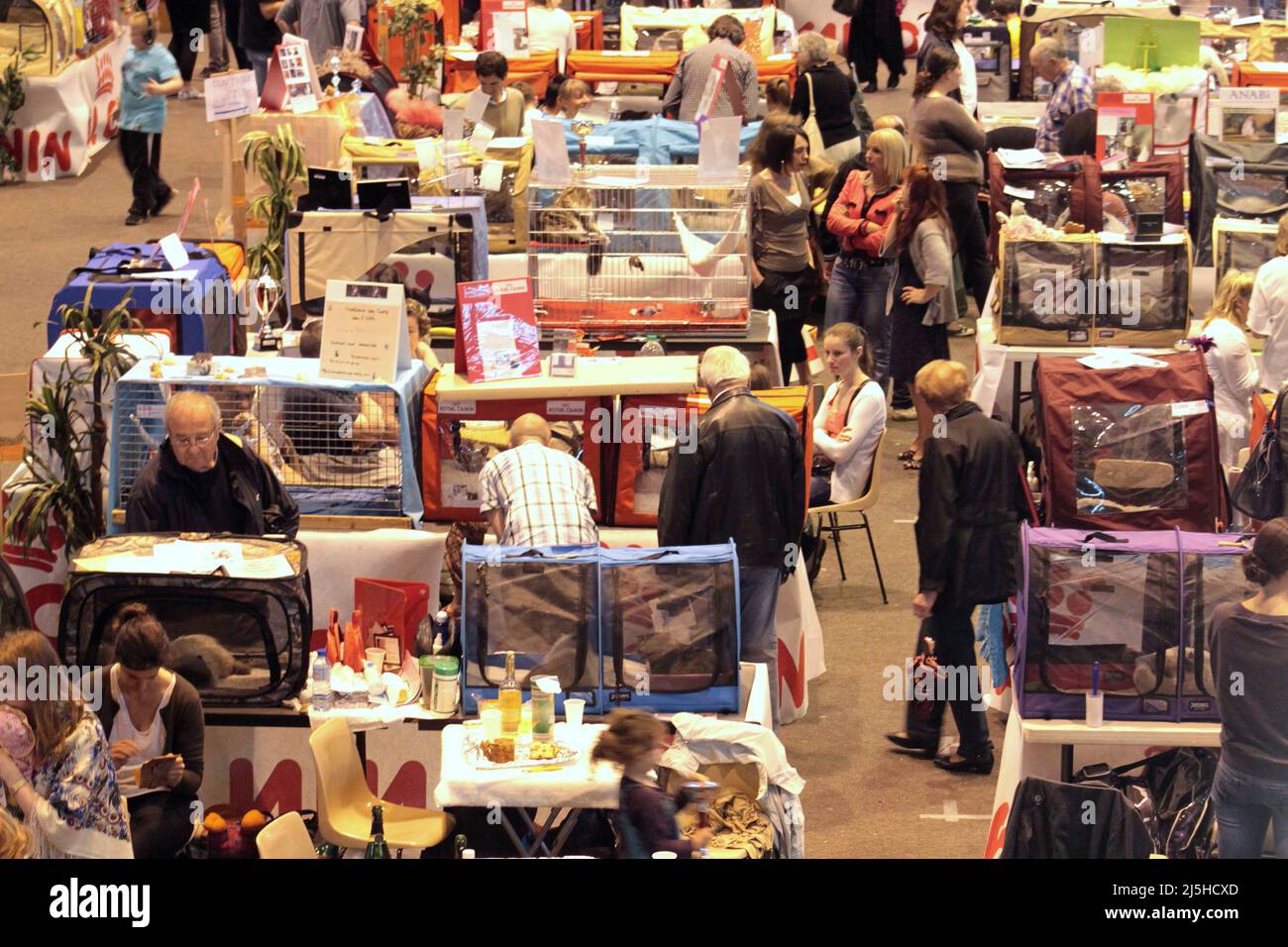Cat Show : Gagny fête les chats. Exposition féline internationale de 400 chats à Gagny Stock Photo