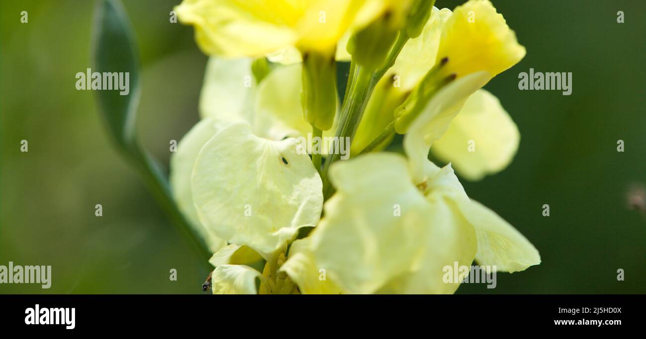 Natural World Plant Beauty - Close-up of Wallflower ( Cheiranthus cheiri ) 'Sugar Rush 'Primrose Stock Photo