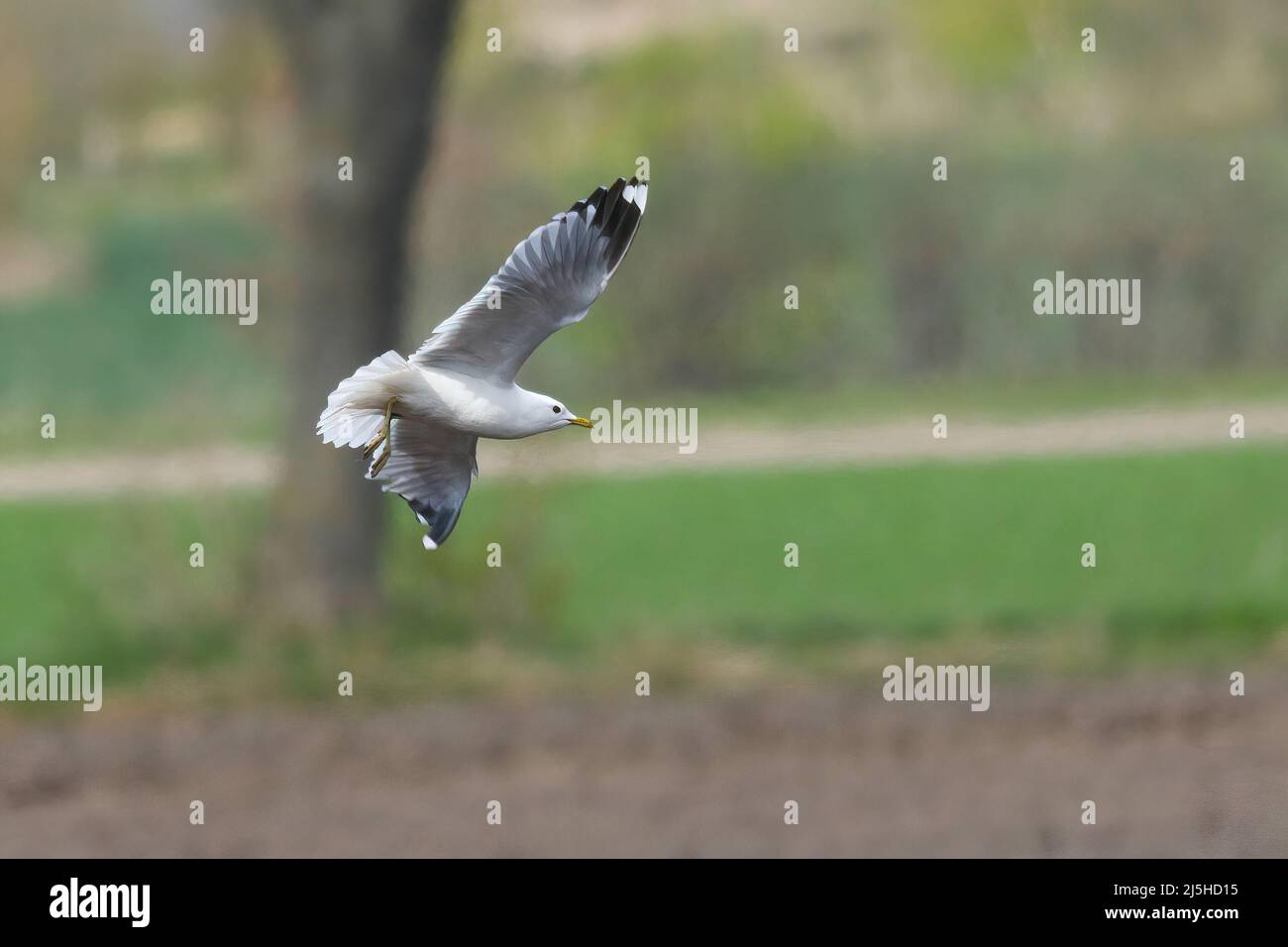 close up of a seagull in flight over the fields Stock Photo