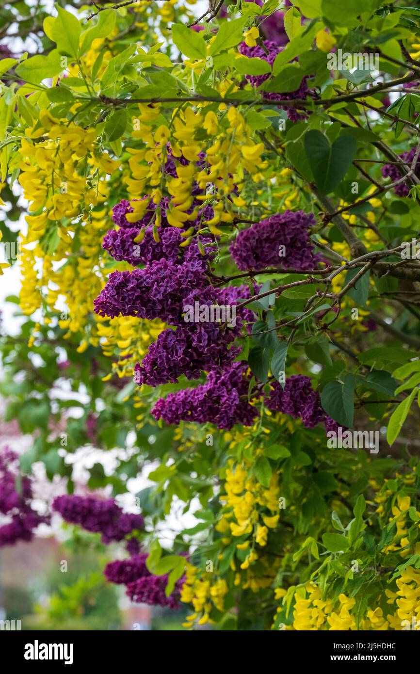 Close up of lilac and laburnum trees growing in close proximity in a