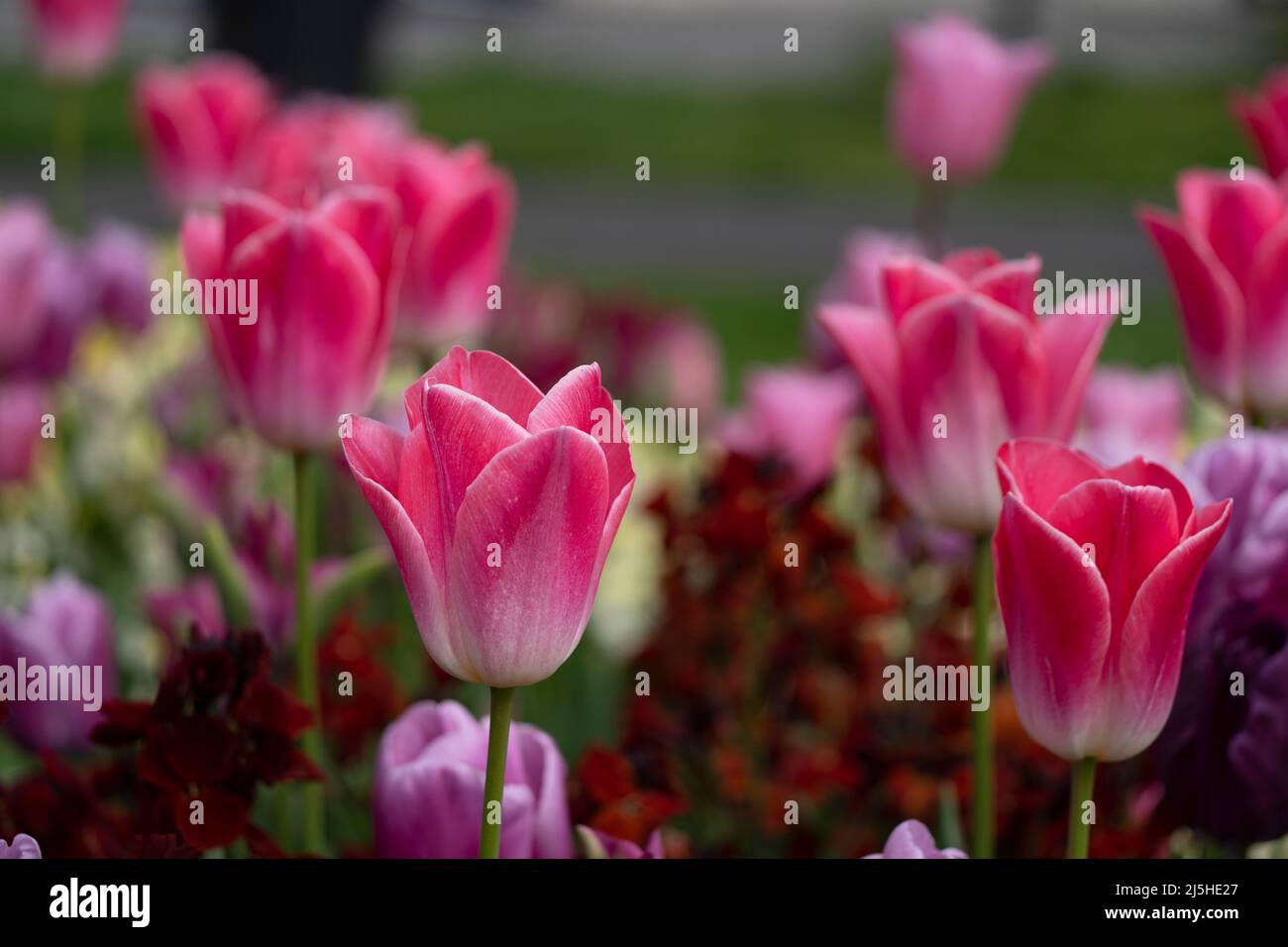 Pink Tulips-Tulipa, Uk Stock Photo