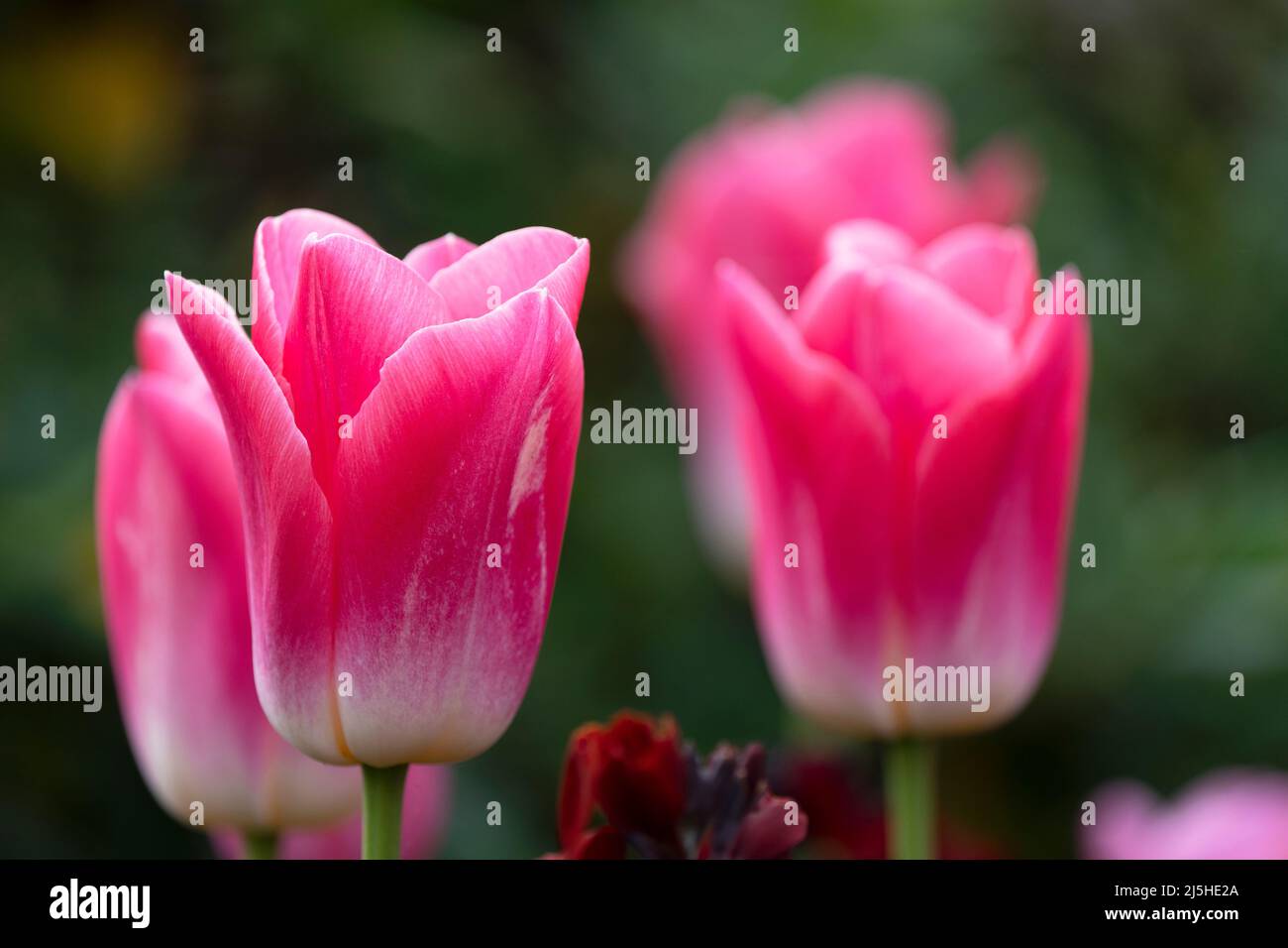 Pink Tulips-Tulipa, Uk Stock Photo