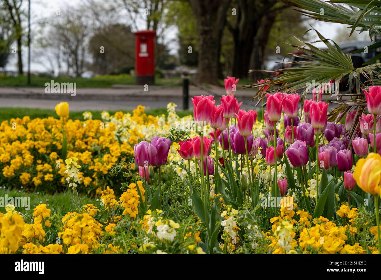 Palmeria Square, Hove, East Sussex - Spring Tulips-Tulipa. Stock Photo