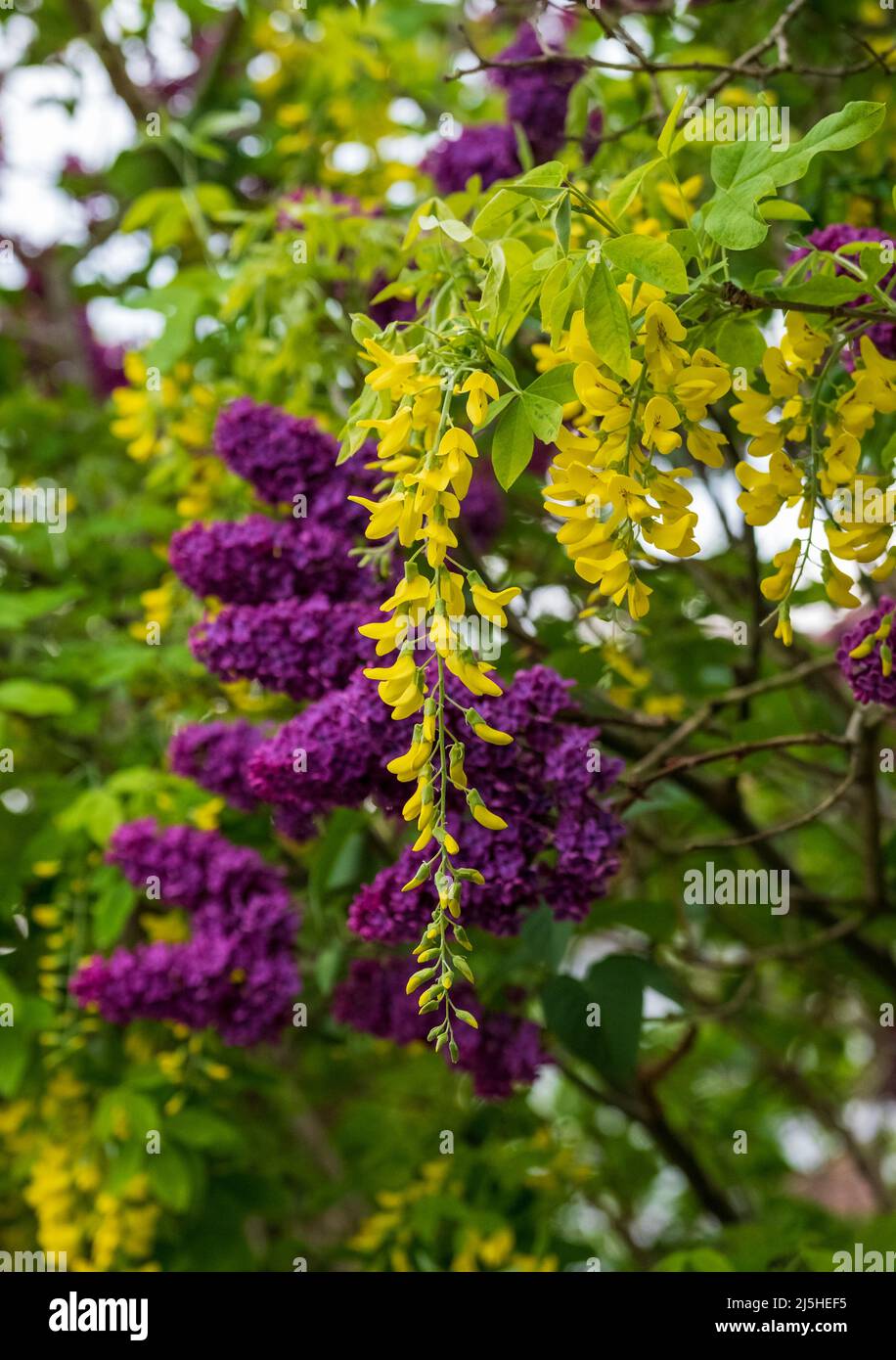 Close up of lilac and laburnum trees growing in close proximity in a