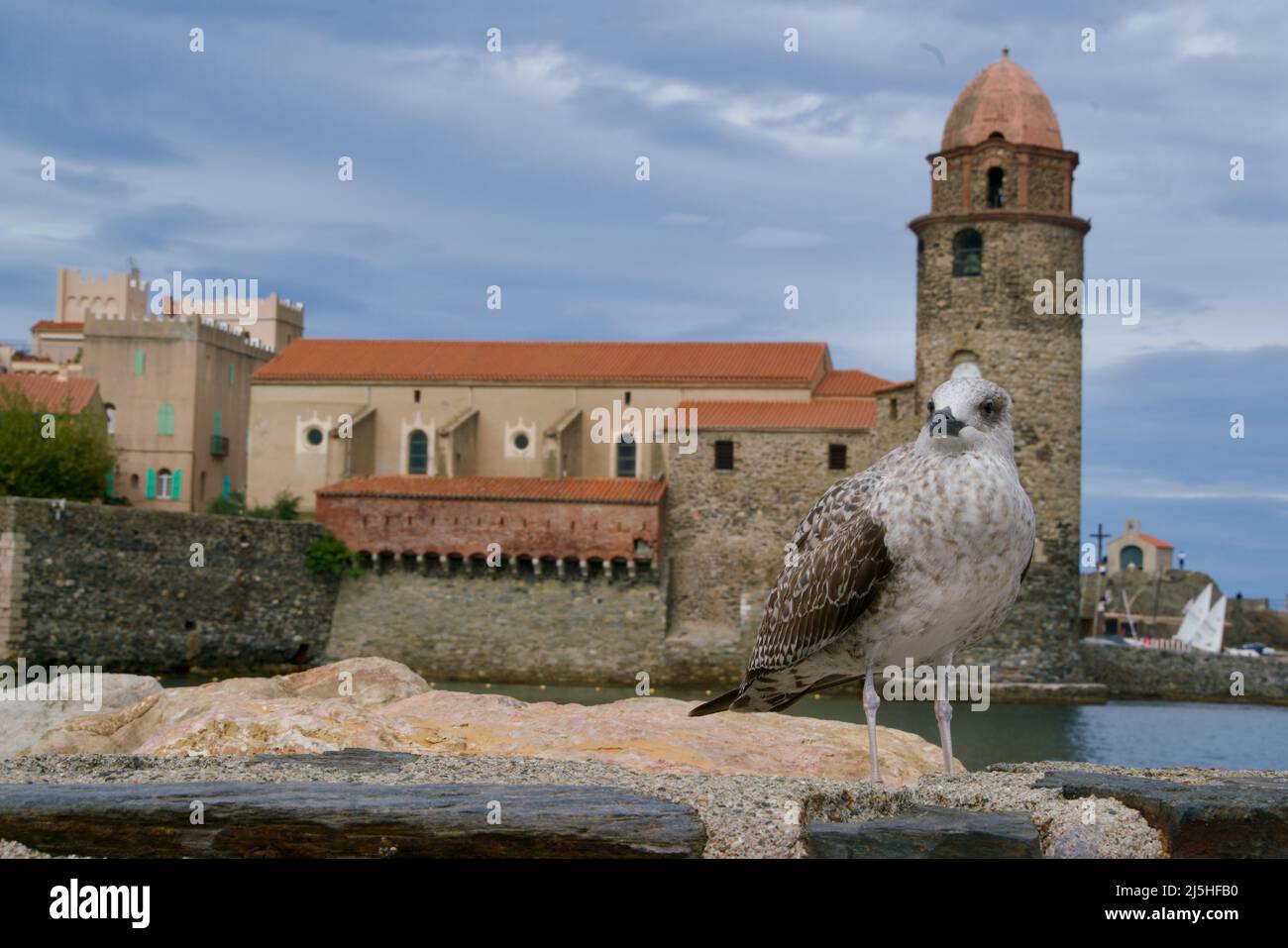 Seagull on a wall in front of the church of Collioure Stock Photo
