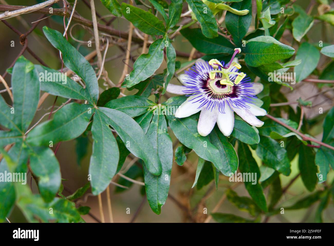 Close-up view of a passion flower blossom Stock Photo