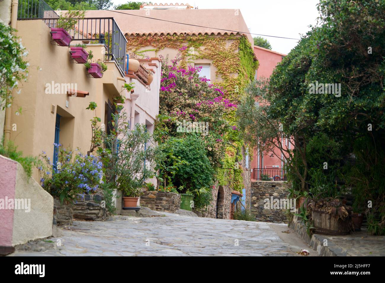 With plants decorated houses of Collioure Stock Photo