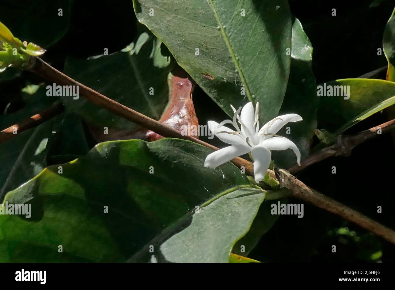 Blüte Arabica-Kaffeepflanze Stock Photo