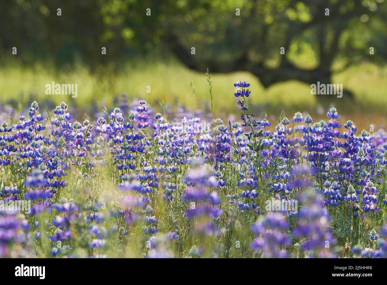 Field of blooming sky lupines, Lupinus nanus, at Windsor, California, USA. Stock Photo
