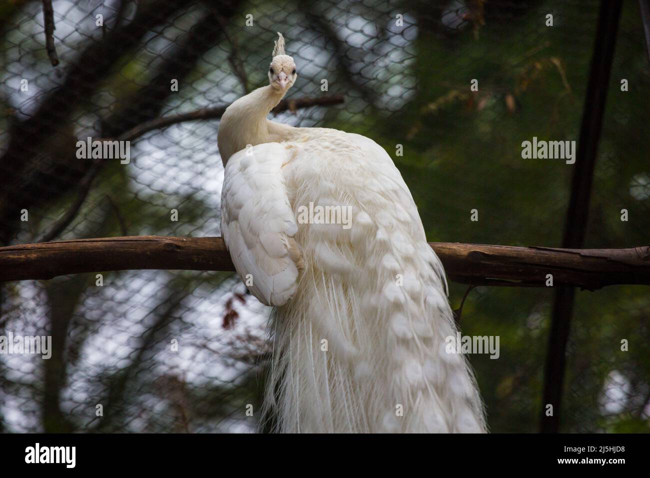 A leucistic Indian peacock (White Peacock). Albino White Peafowl Stock Photo