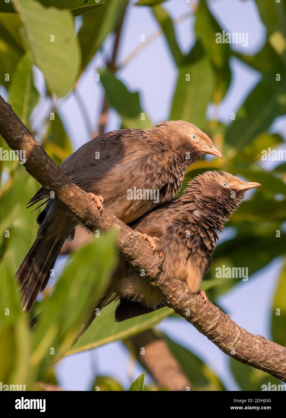 Yellow-billed Babbler couple on its natural environment on banks of a lake in Mysore, India. The birds closely watch. Stock Photo