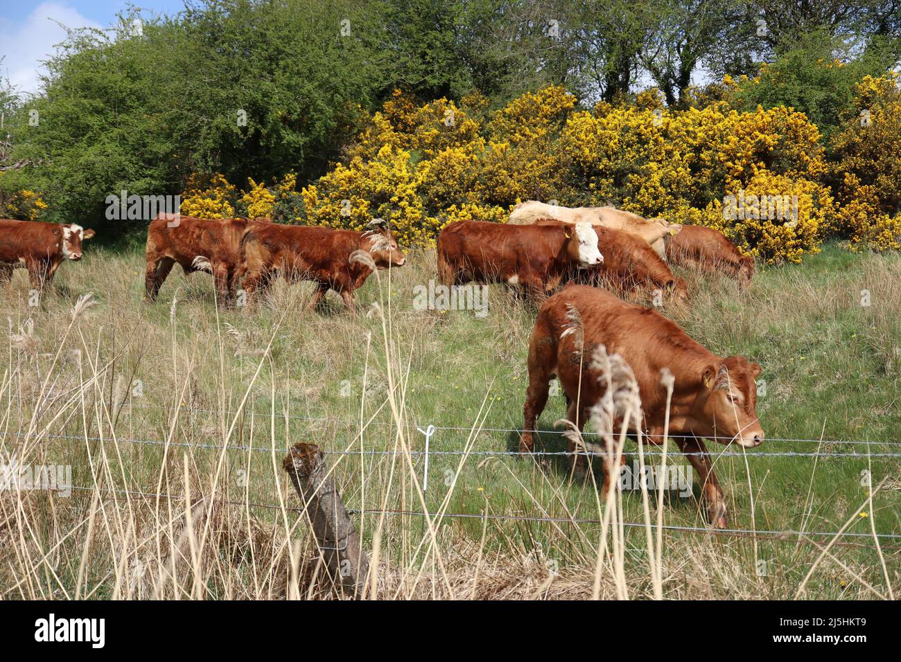 Cow herd in the field eating grass Stock Photo - Alamy