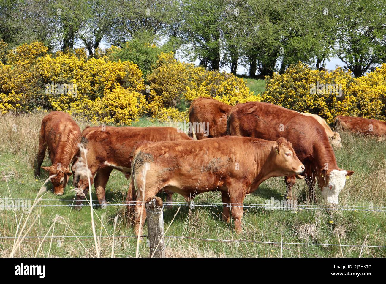 Cow herd in the field eating grass Stock Photo - Alamy