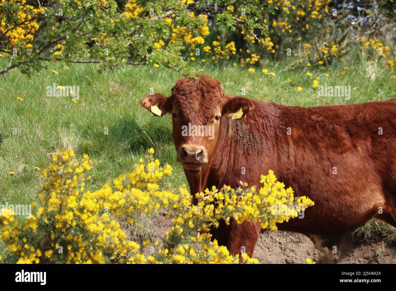 Cow herd in the field eating grass Stock Photo - Alamy