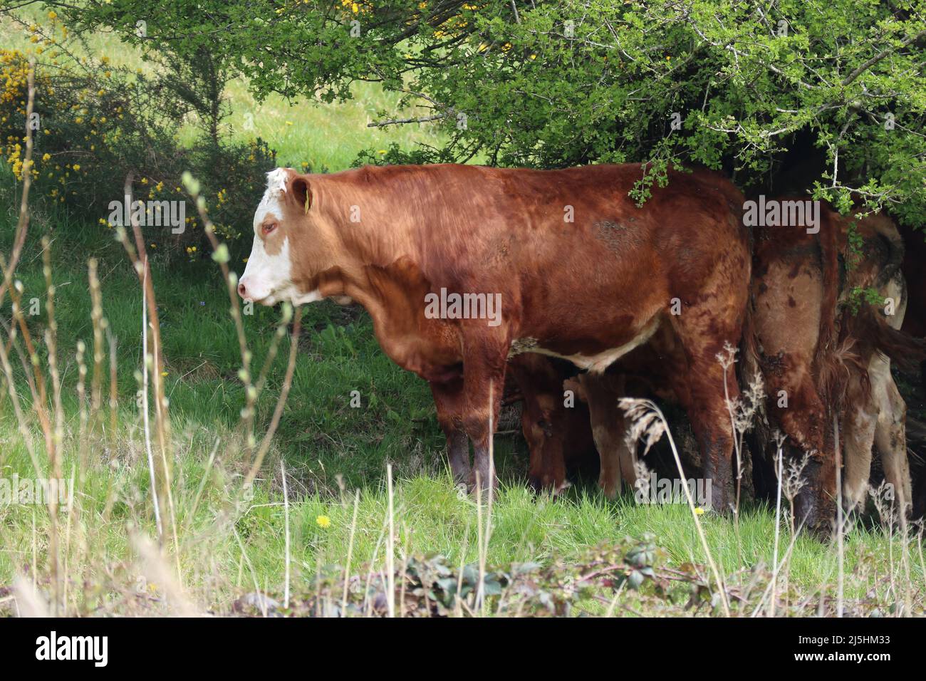 Cow herd in the field eating grass Stock Photo - Alamy