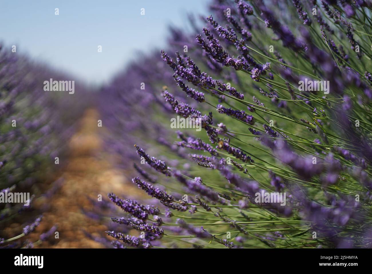 Lavender field flower in France bloom Stock Photo Alamy