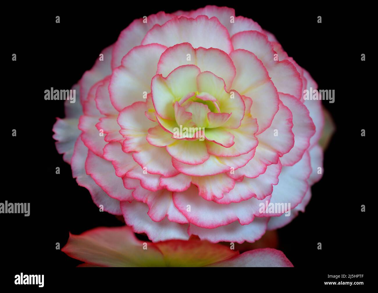 Macrophotograph of single Nonstop Rose Picotee Begonia flower with white petals having a pink fringe and yellowish center against a black background Stock Photo