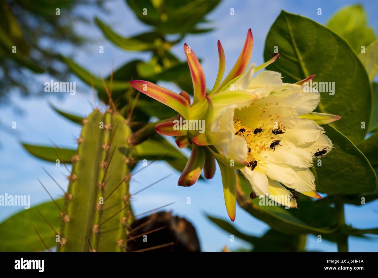 mandacaru flower, cactus that blooms at night Stock Photo