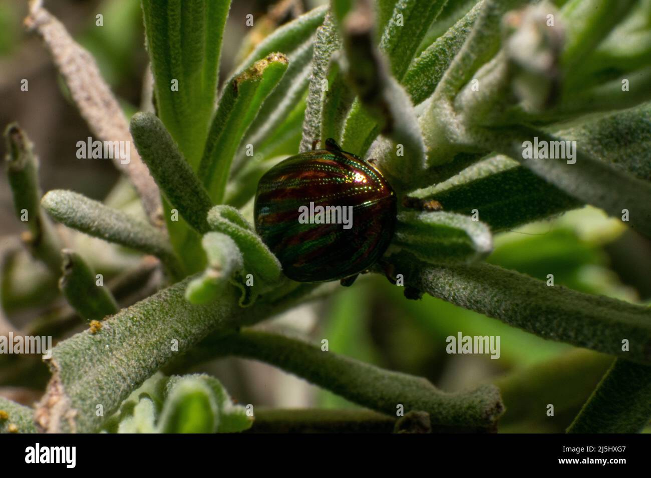 Chrysolina americana, common name rosemary beetle, is a species of