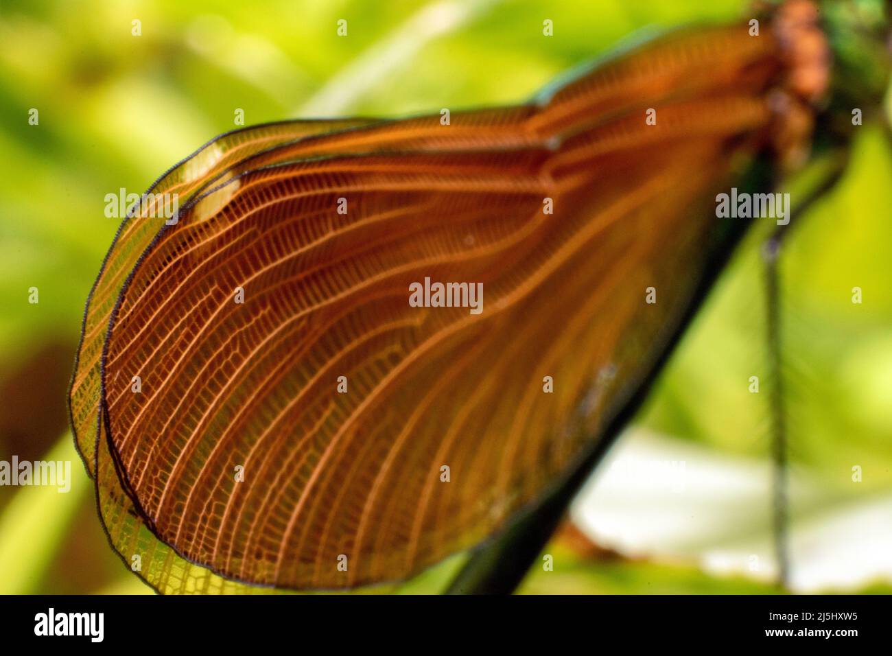 Dragonlfy insect alive macro photography, wings natural structure ...