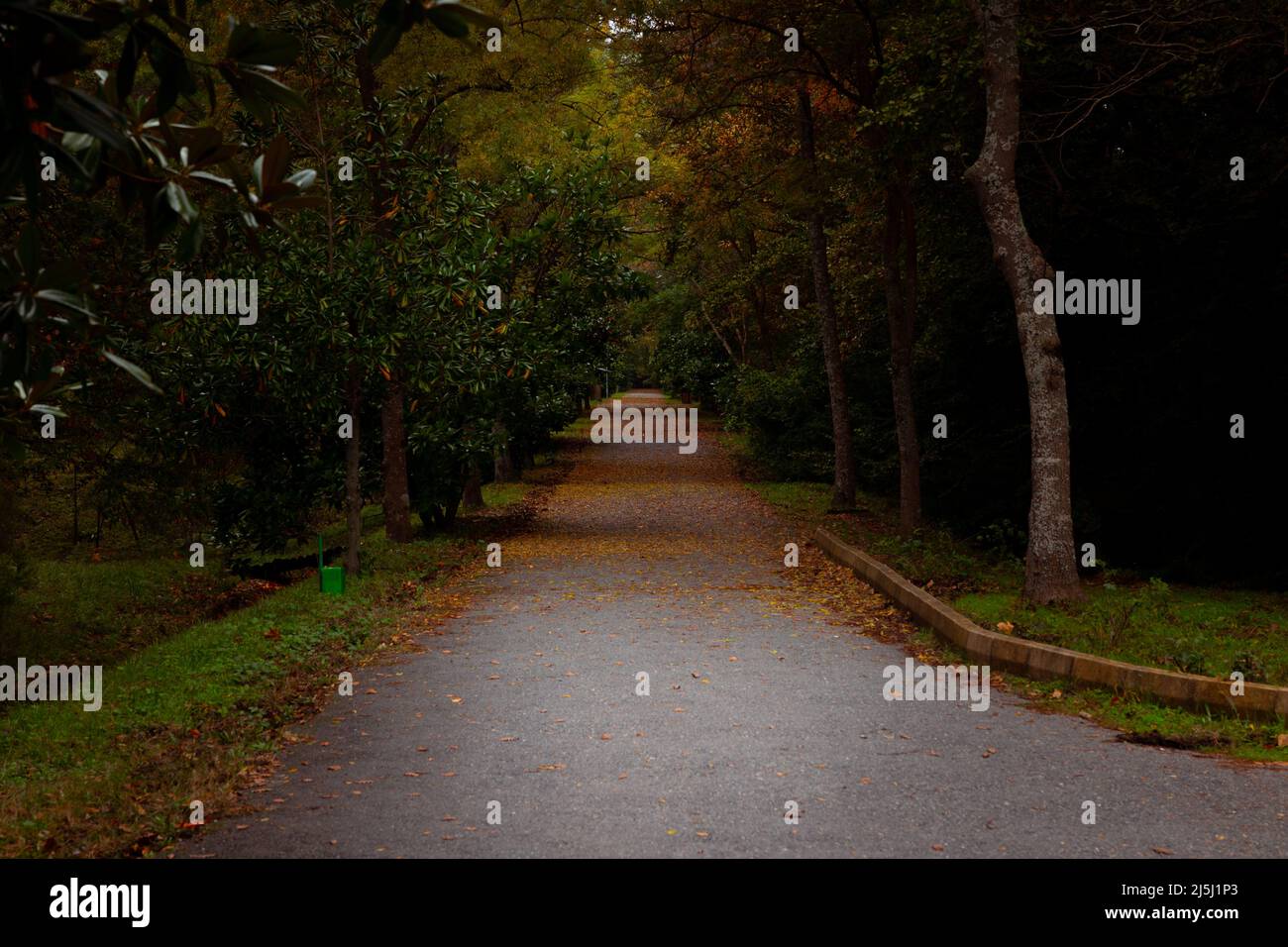 Road in the forest. Fall or autumn season in a forest. Going to nowhere or obscurity concept. Stock Photo