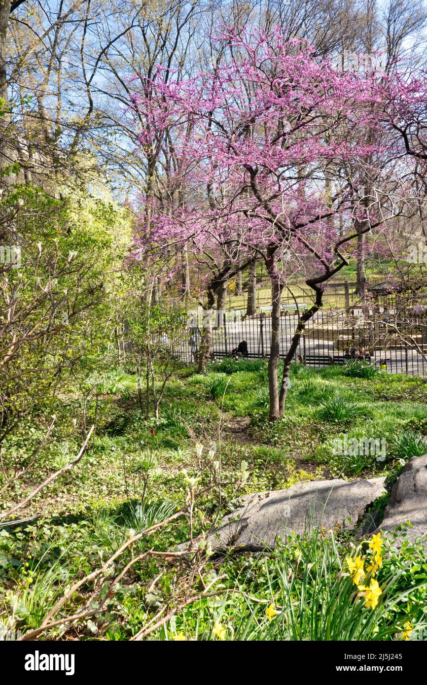 Central Park is a beautiful oasis in springtime, New York City, USA  2022 Stock Photo