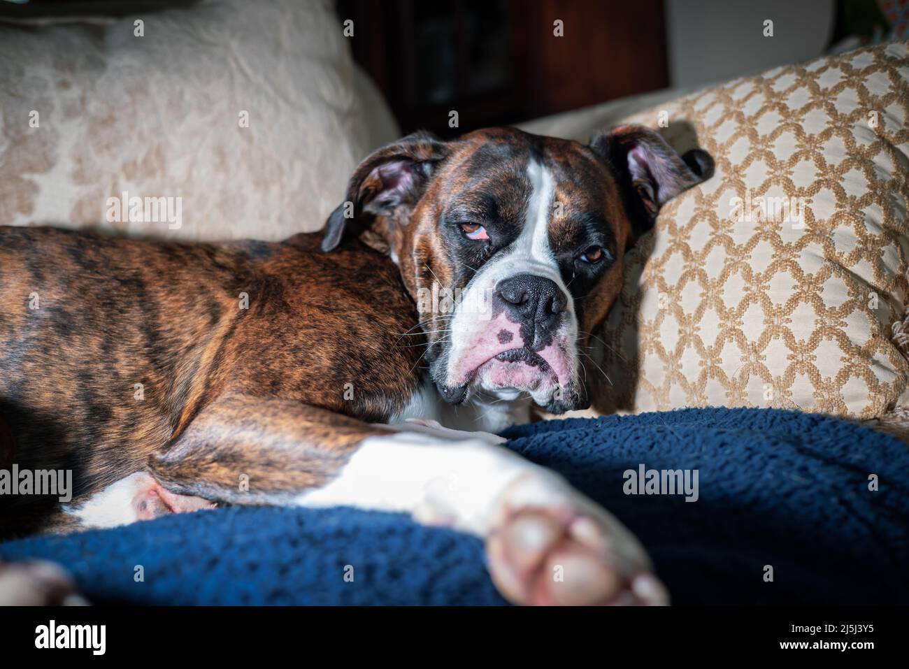 Boxer Dog relaxing on a couch at home Stock Photo - Alamy