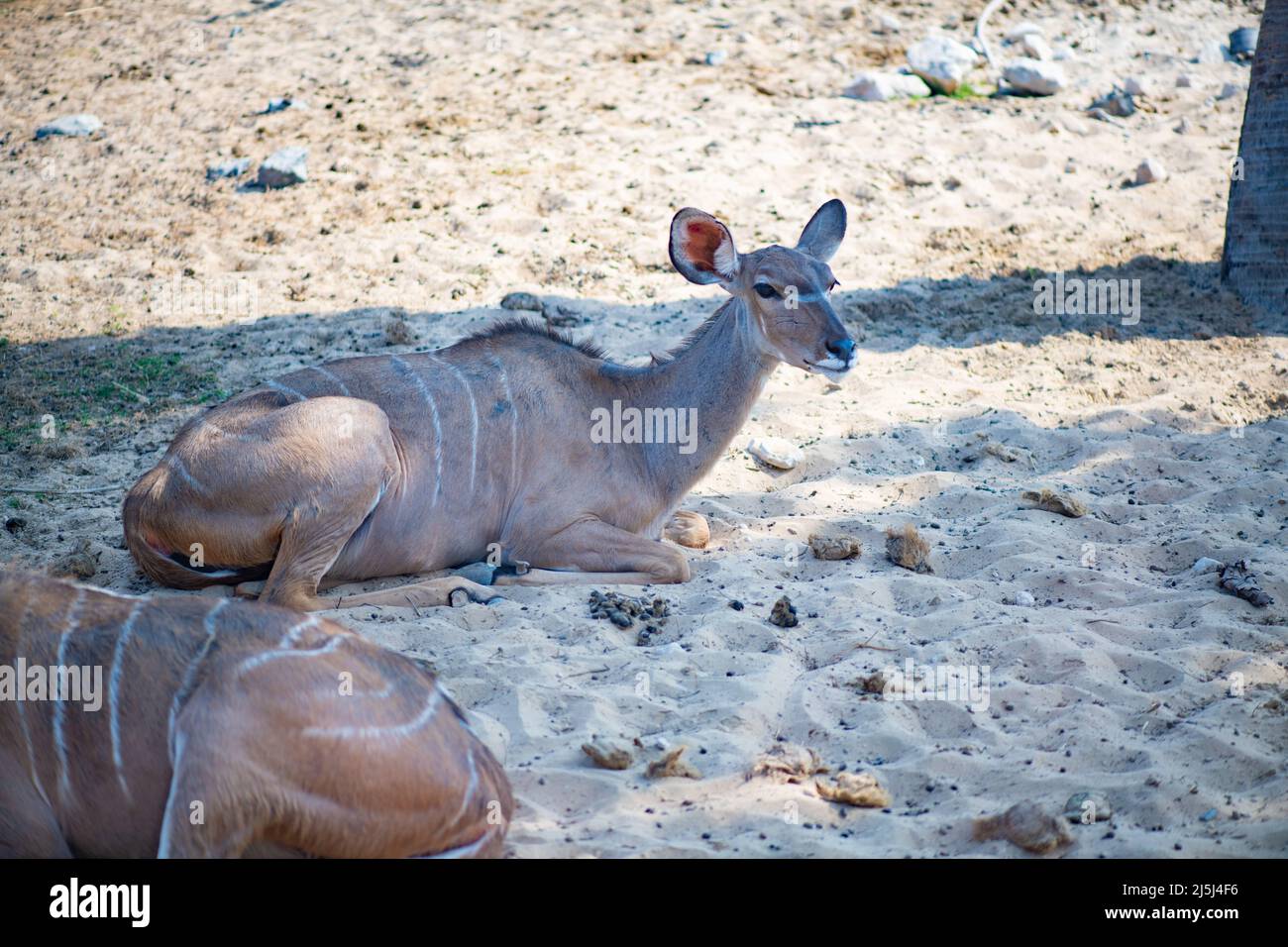 young antelope lives in the Dubai Zoo Stock Photo
