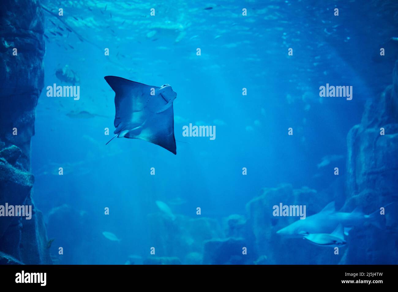 Stingray swim in deep blue water on sea background Stock Photo