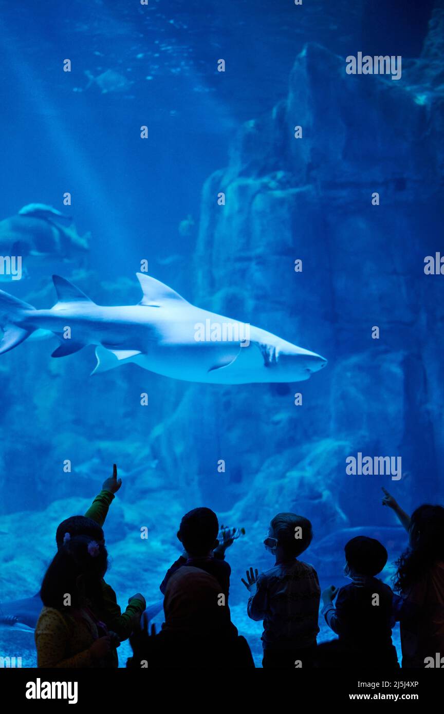 People point at shark in big aquarium. Learning about underwater life Stock Photo