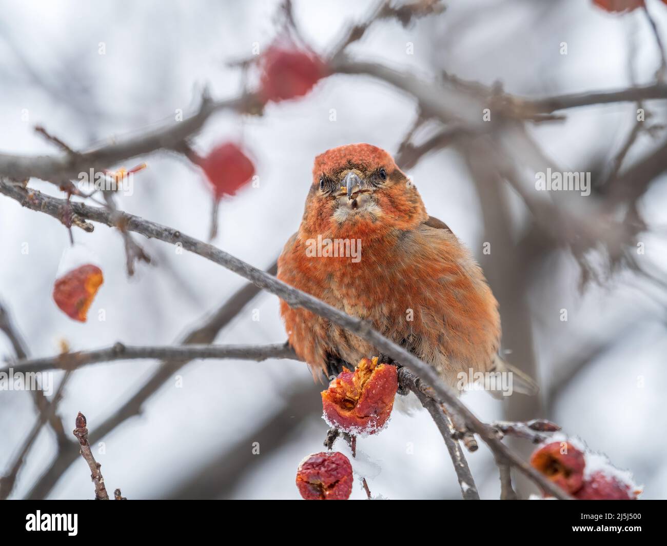 Red Crossbill male sitting on the tree branch and eats wild apple ...