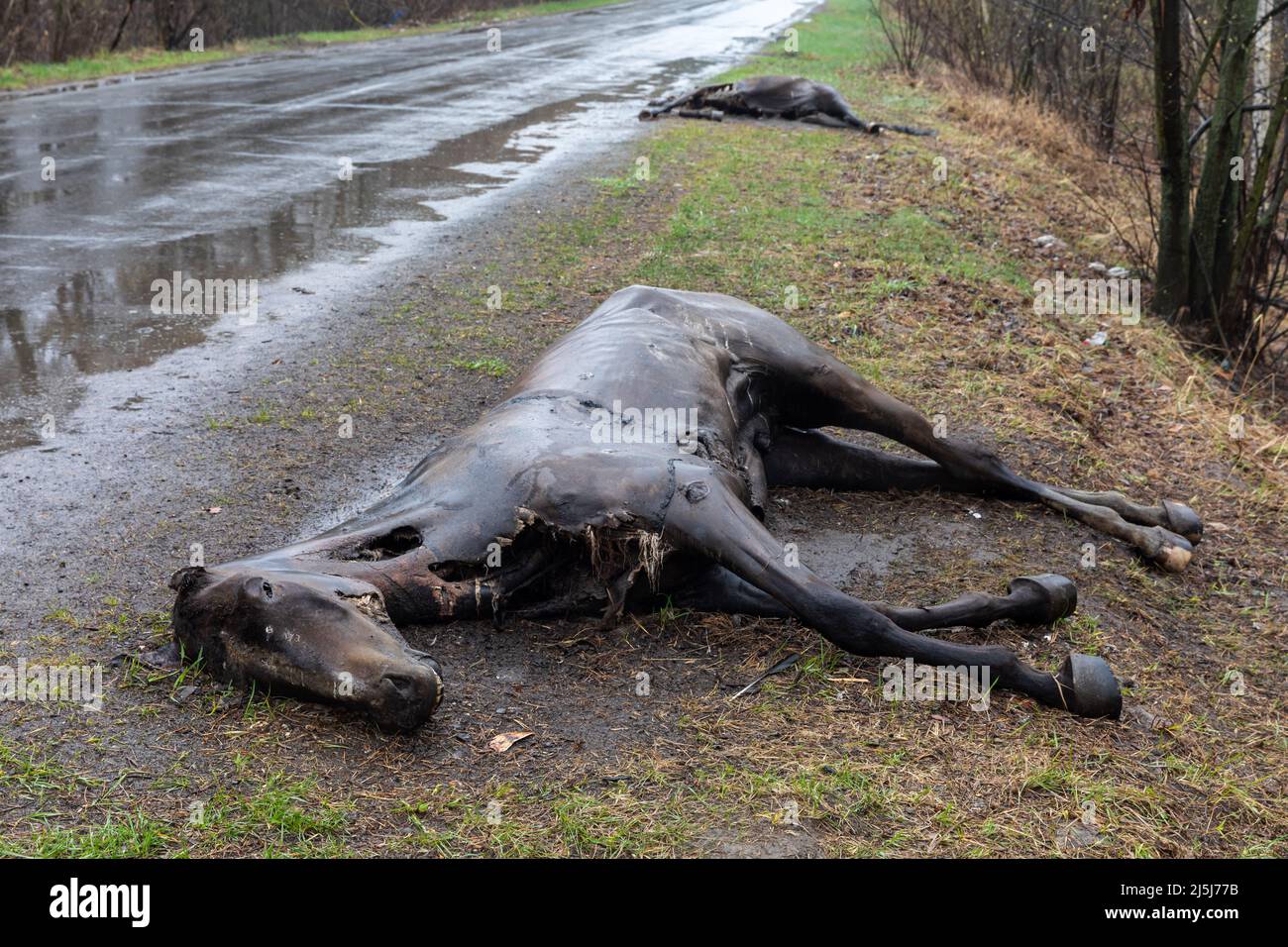 Ukraine. 22nd Apr, 2022. Dead horses killed by Russian invaders lie along the road in the Hostomil region. Russia invaded Ukraine on 24 February 2022, triggering the largest military attack in Europe since World War II. (Photo by Mykhaylo Palinchak/SOPA Images/Sipa USA) Credit: Sipa USA/Alamy Live News Stock Photo