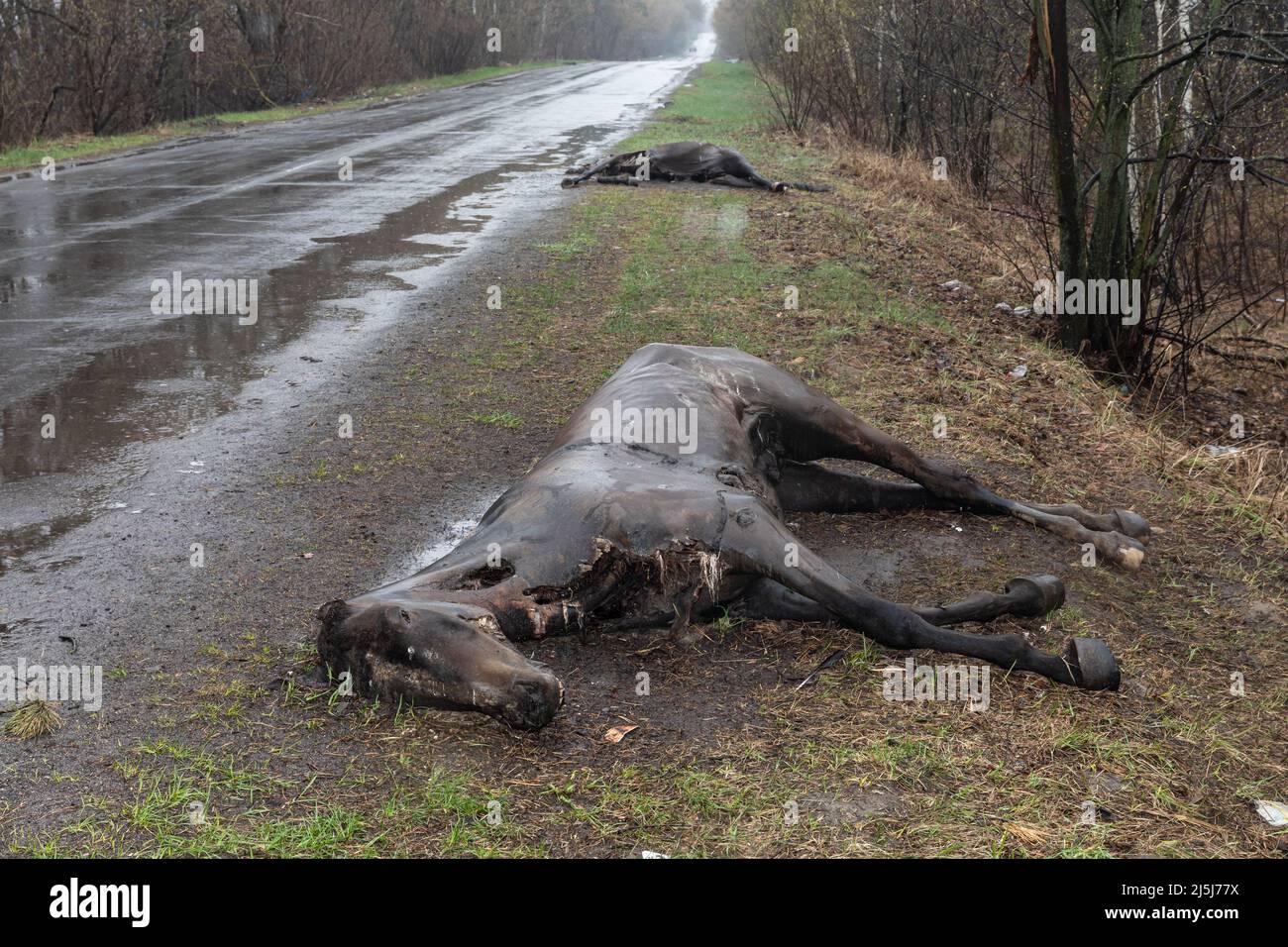 Ukraine. 22nd Apr, 2022. Dead horses killed by Russian invaders lie along the road in the Hostomil region. Russia invaded Ukraine on 24 February 2022, triggering the largest military attack in Europe since World War II. (Photo by Mykhaylo Palinchak/SOPA Images/Sipa USA) Credit: Sipa USA/Alamy Live News Stock Photo