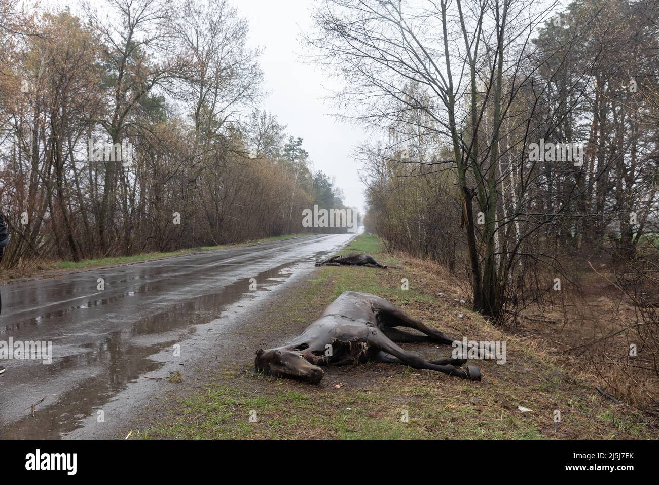Ukraine. 22nd Apr, 2022. Dead horses killed by Russian invaders lie along the road in the Hostomil region. Russia invaded Ukraine on 24 February 2022, triggering the largest military attack in Europe since World War II. Credit: SOPA Images Limited/Alamy Live News Stock Photo