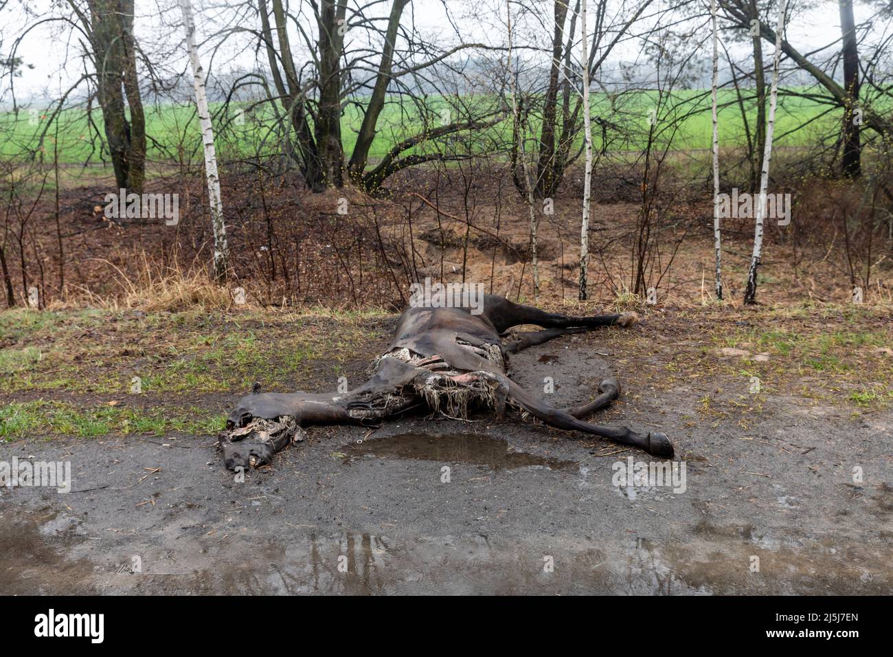 Ukraine. 22nd Apr, 2022. Dead horses killed by Russian invaders lie along the road in the Hostomil region. Russia invaded Ukraine on 24 February 2022, triggering the largest military attack in Europe since World War II. Credit: SOPA Images Limited/Alamy Live News Stock Photo