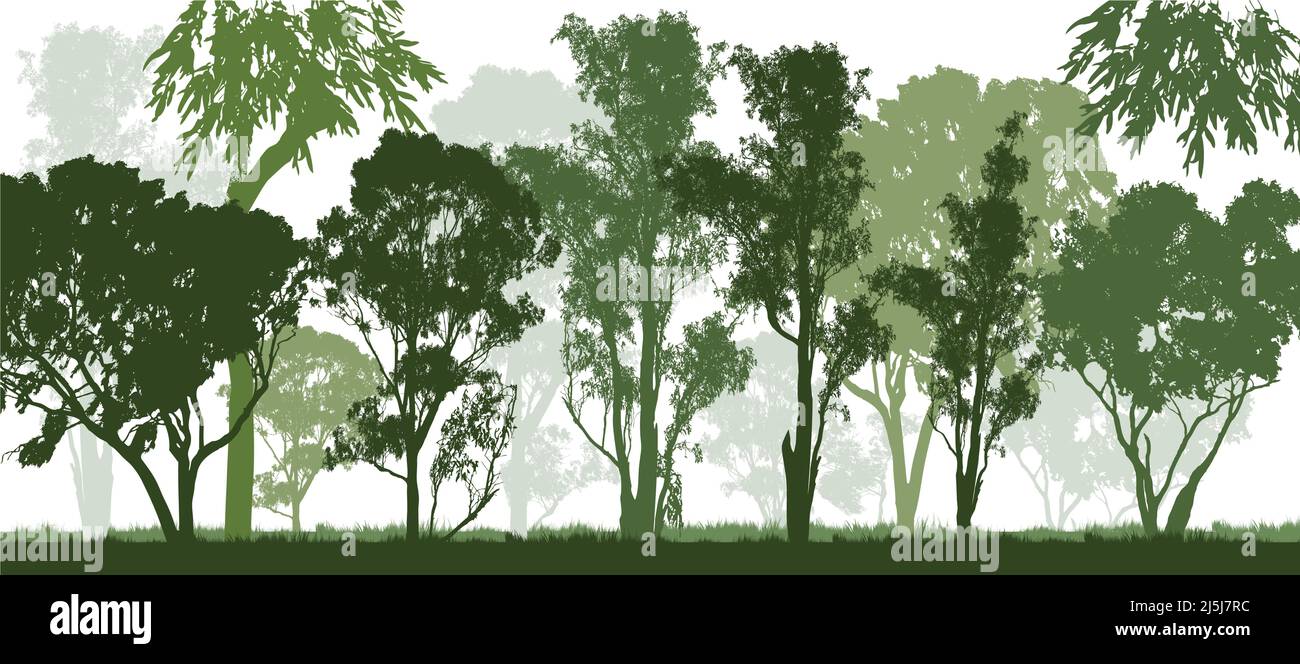 a green forest of Australian gum tress with white background Stock Vector