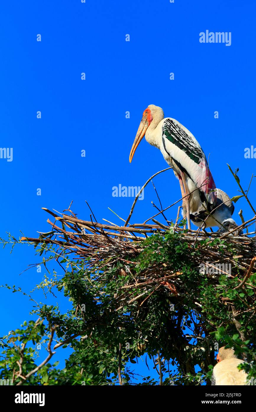 painted stork (Mycteria leucocephala) brid standing on bird nest against clear blue sky Stock Photo