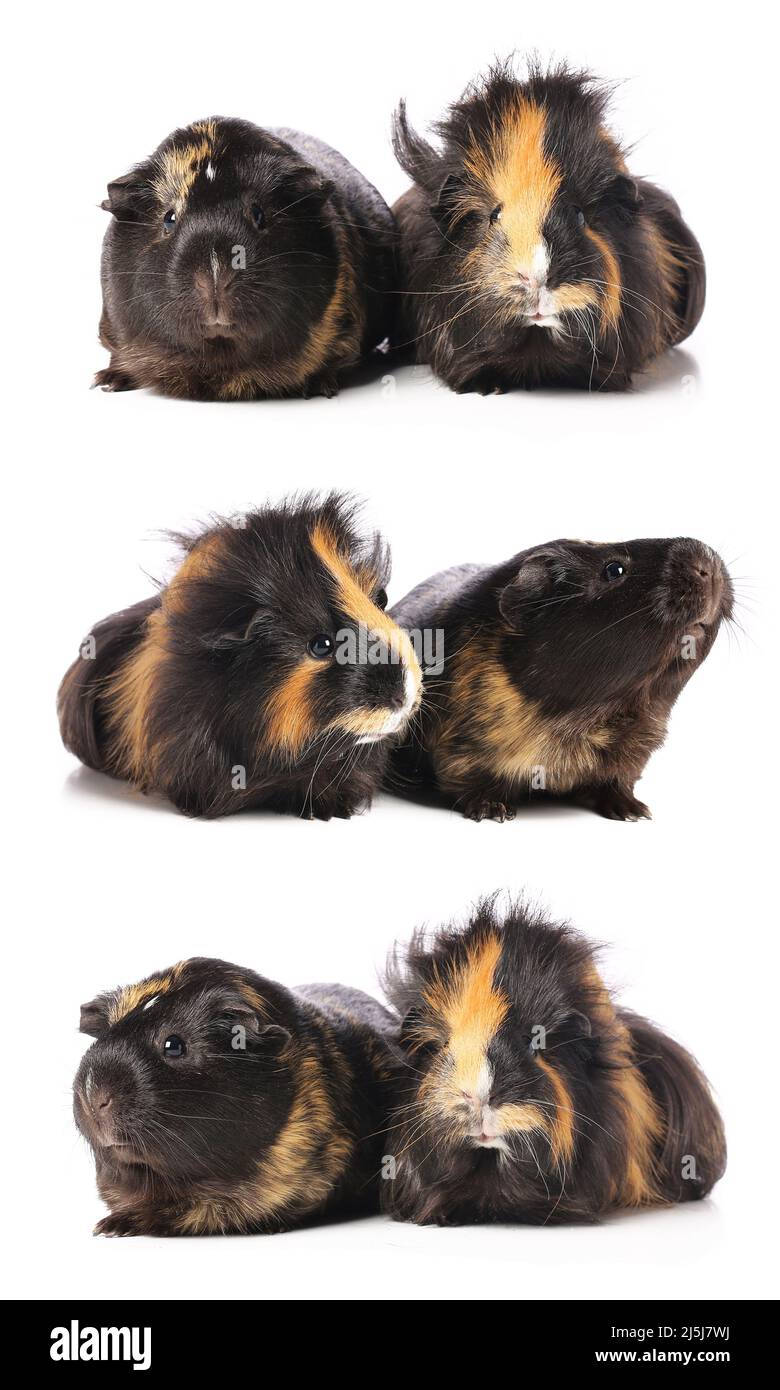 Set of cute guinea pigs isolated on white Stock Photo