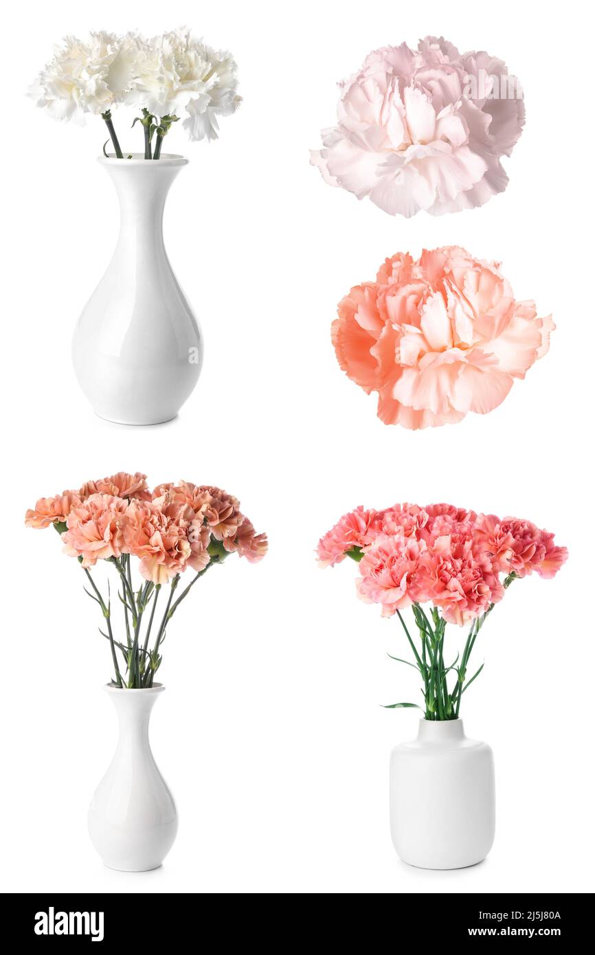 Set of beautiful carnation flowers isolated on white Stock Photo - Alamy