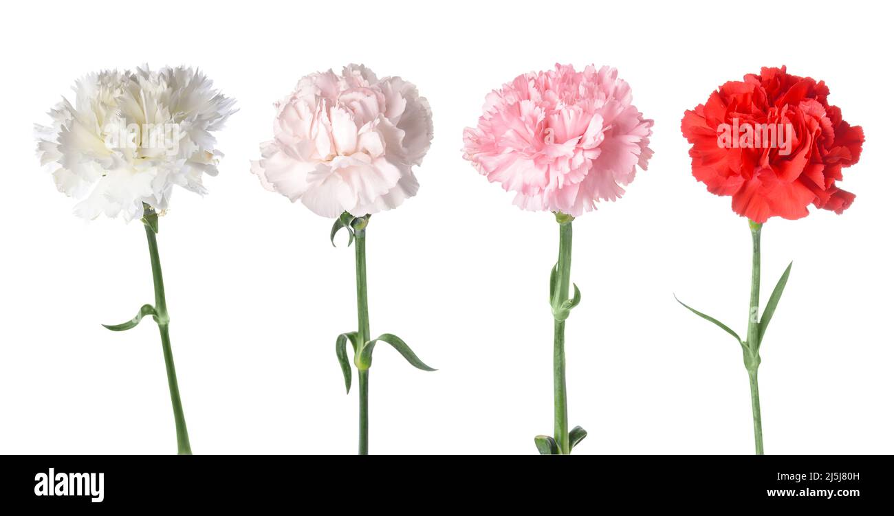Set of beautiful carnation flowers isolated on white Stock Photo - Alamy