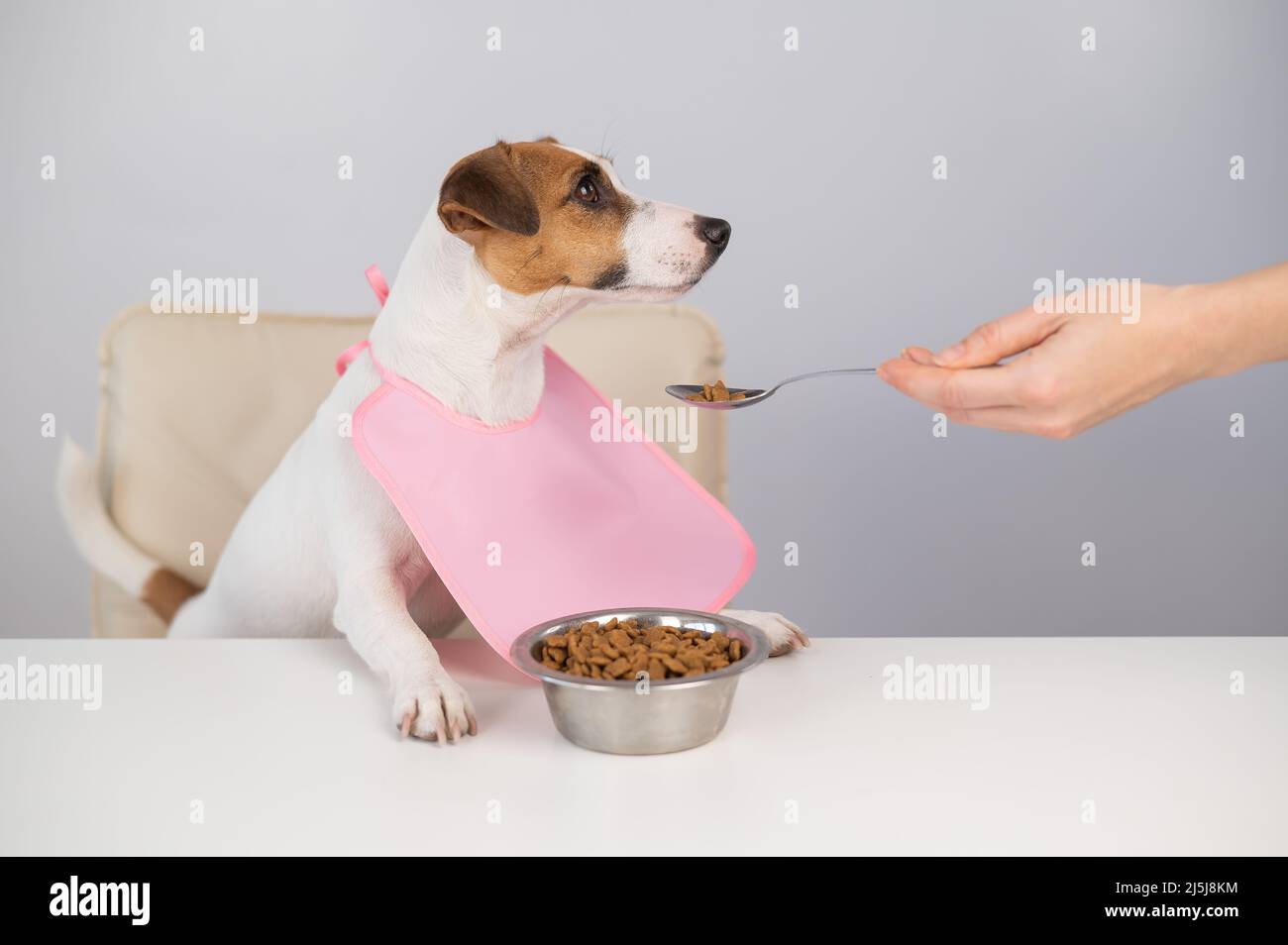 Young Couple Feeding Their Dog With Healthy Green Food From The Eco Market  At Home Stock Photo, Picture and Royalty Free Image. Image 104850719.