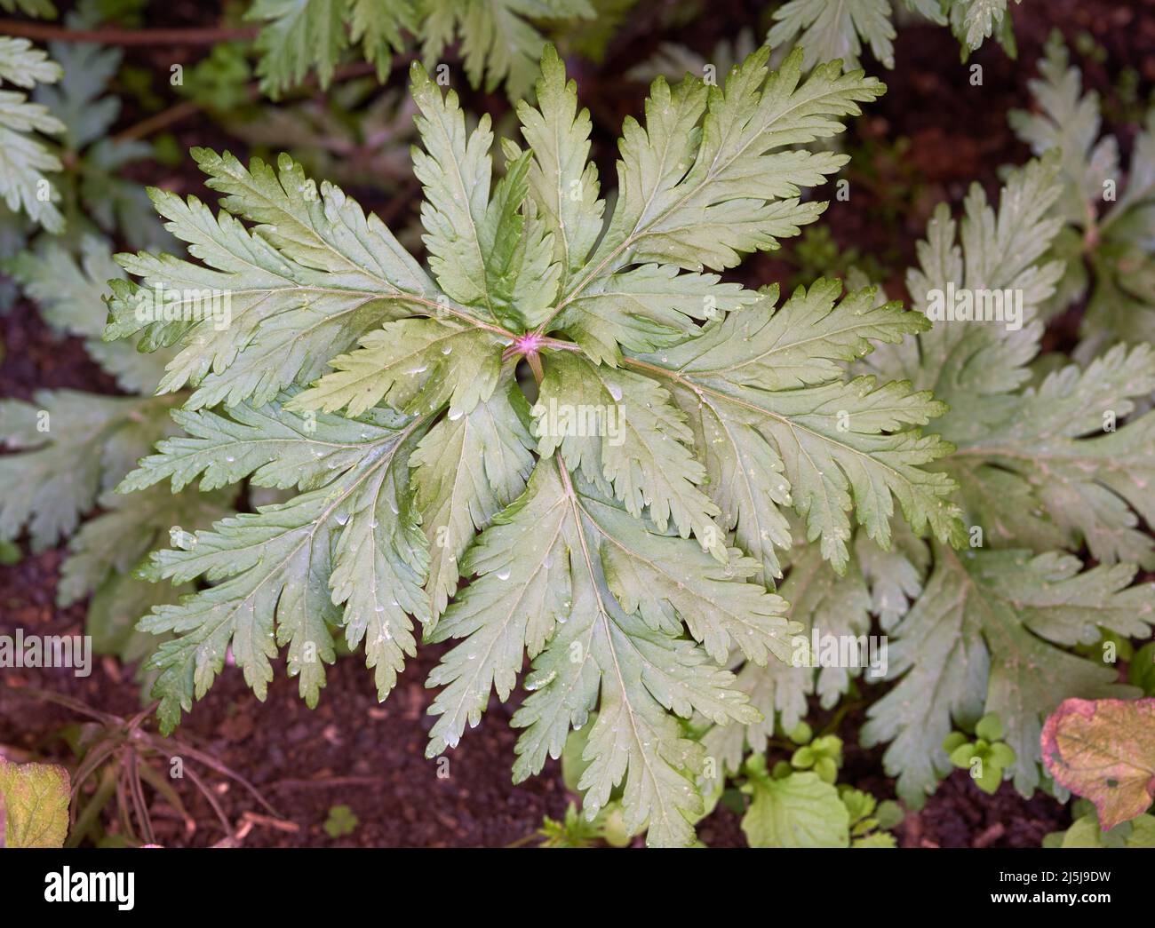 Light green serrated leaves on a plant Stock Photo Alamy