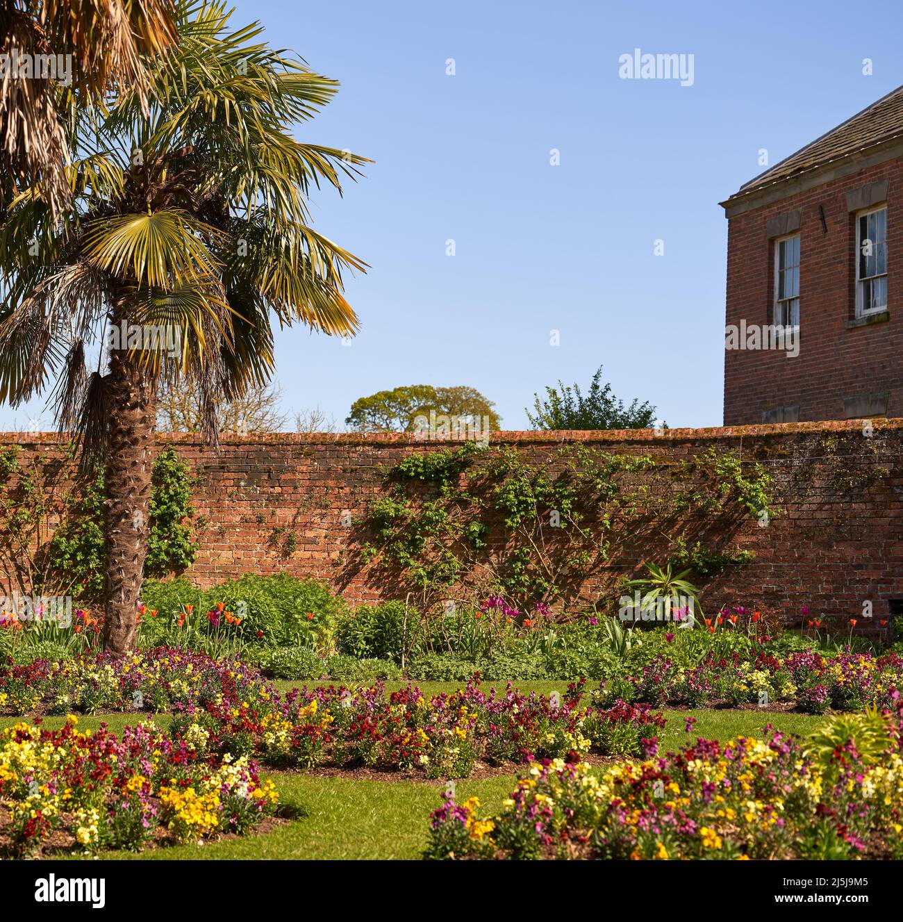 Palm trees and flower beds in a walled garden Stock Photo Alamy