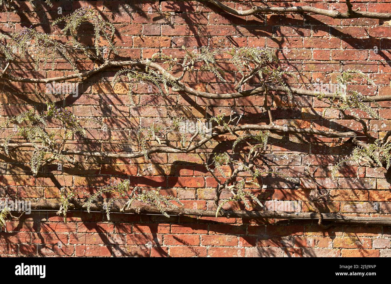 Wisteria vines trained to grow on a wall Stock Photo