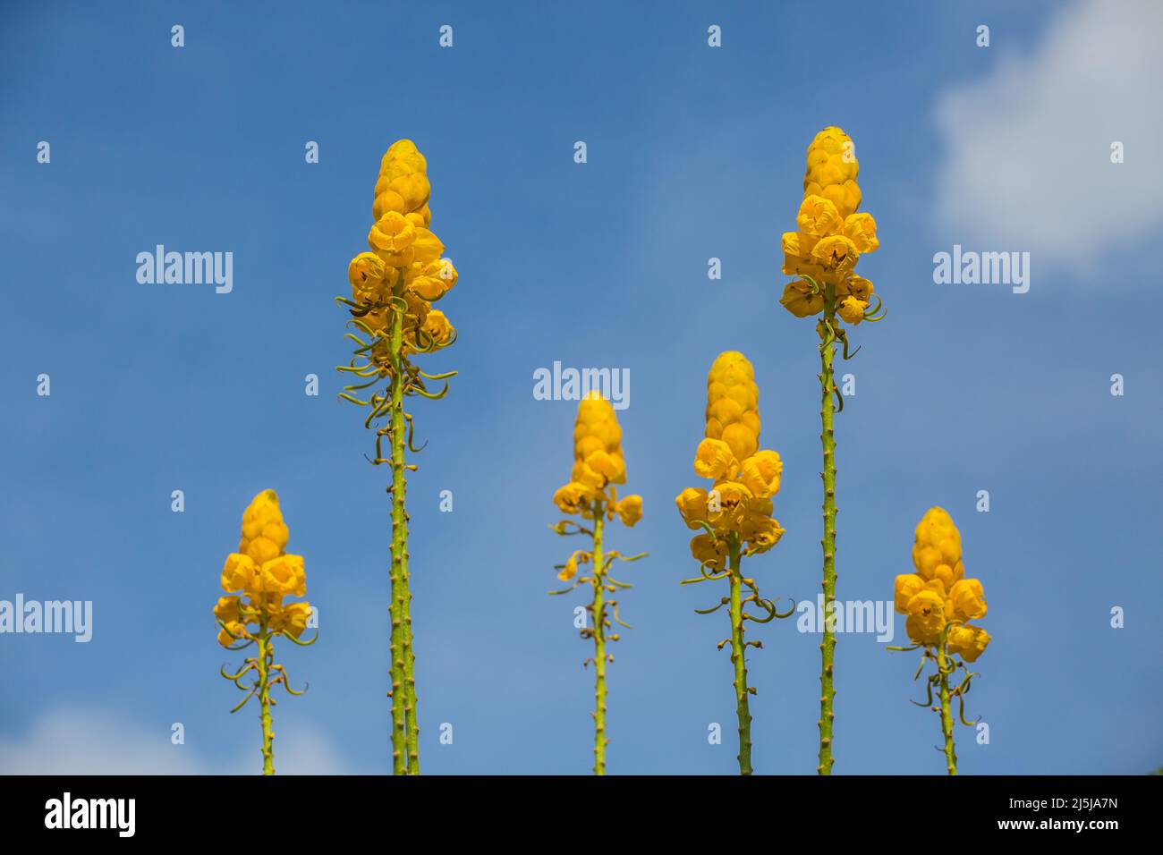 Yellow candlestick plant against the saturated blue sky with puff of