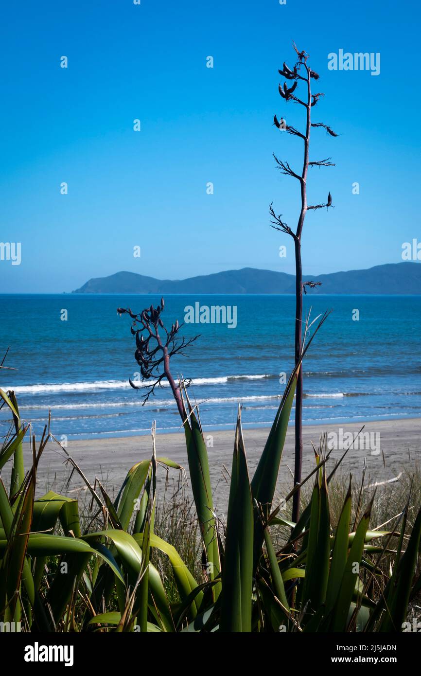 Paekakariki, Kapiti District, North Island, New Zealand Stock Photo