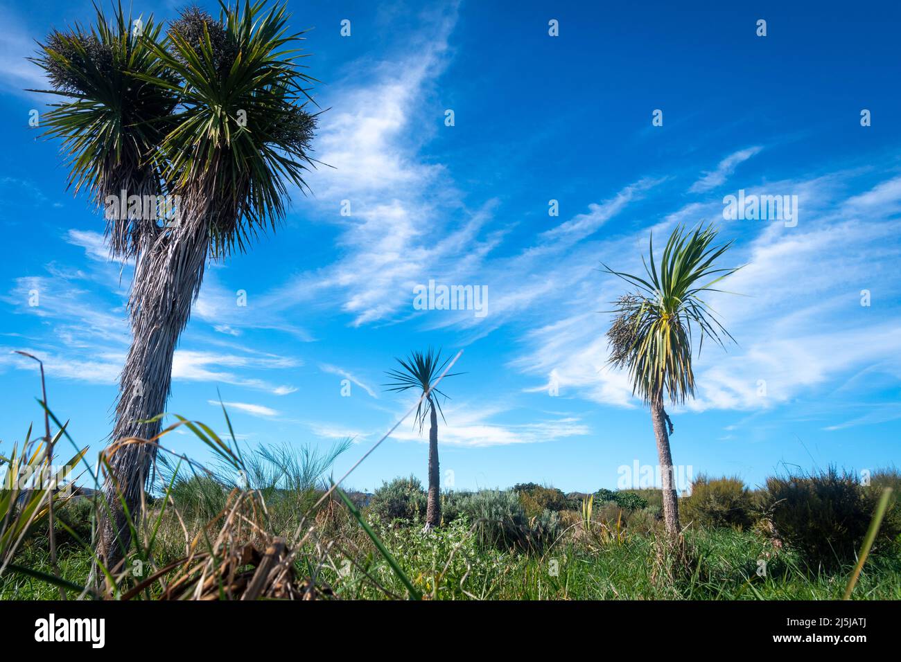 Streaky clouds over cabbage trees, Paraparaumu, Kapiti District, North Island, New Zealand Stock Photo