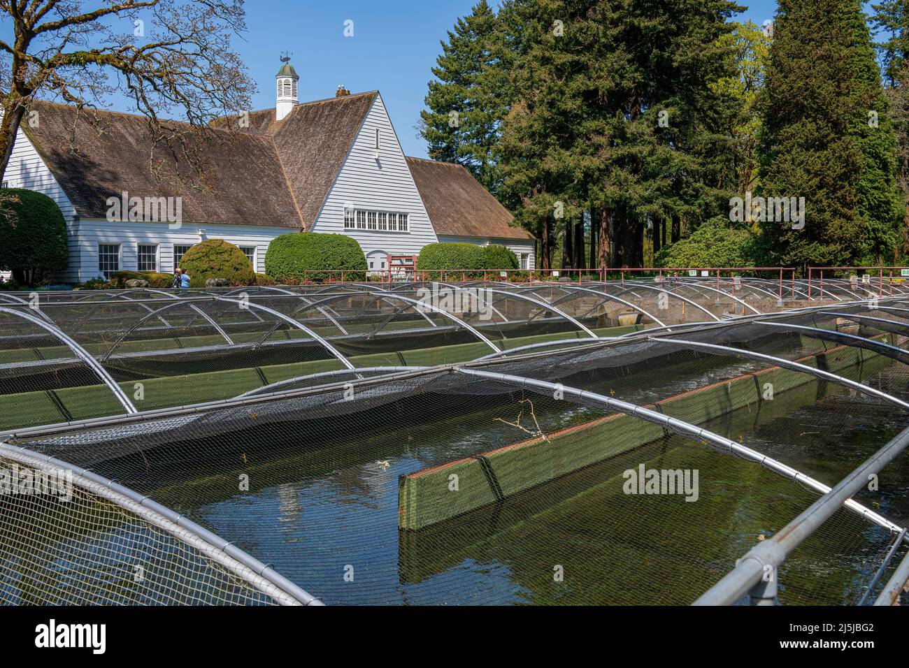 Bonneville Dam salmon fish hatchery pods with frys Oregon state Stock
